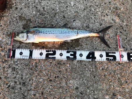 早朝〜夕まずめアジング