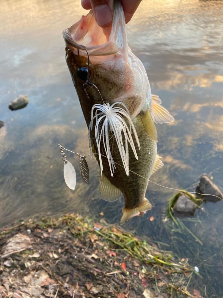 スピナーベイトで55cm