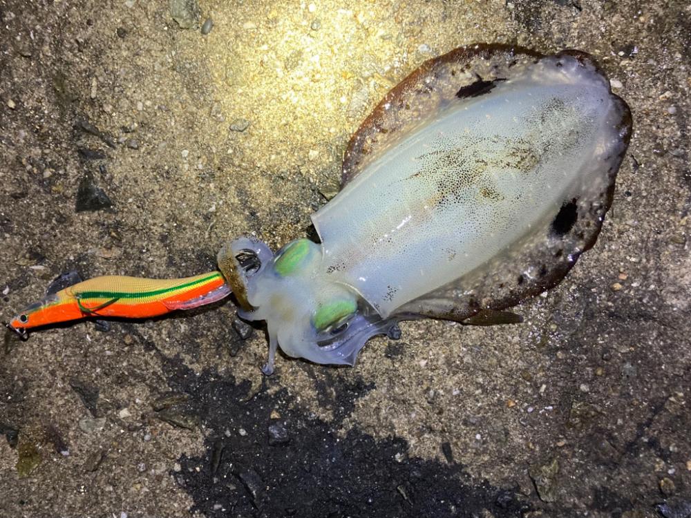 明石でエギング