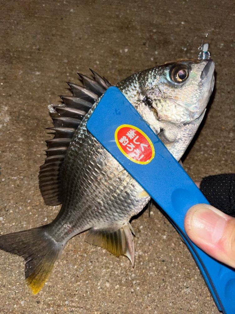 中アジ探して‥