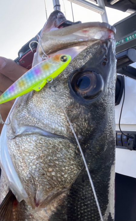 中海ボートシーバス