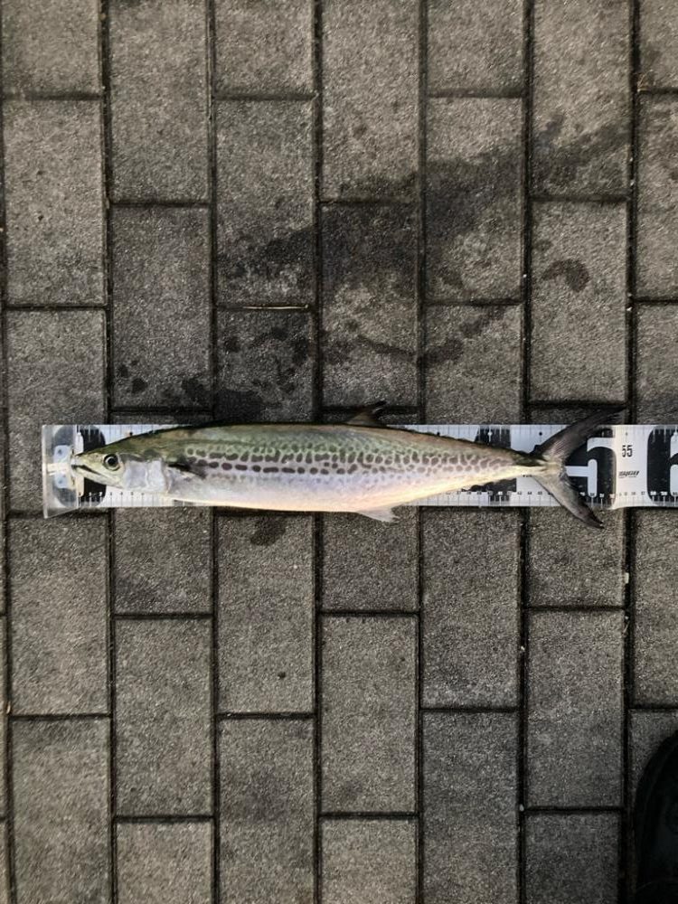 爆風明け。青牙サゴシハットトリック。。