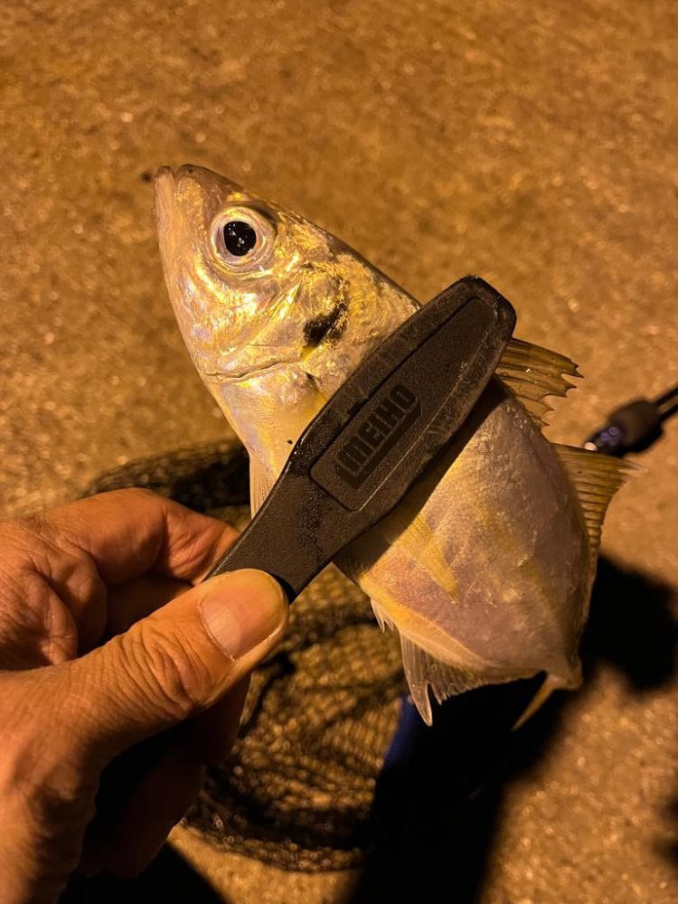 尺まであと少し