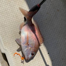 鯛からのアオリイカ