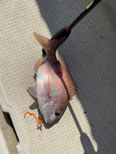 鯛からのアオリイカ