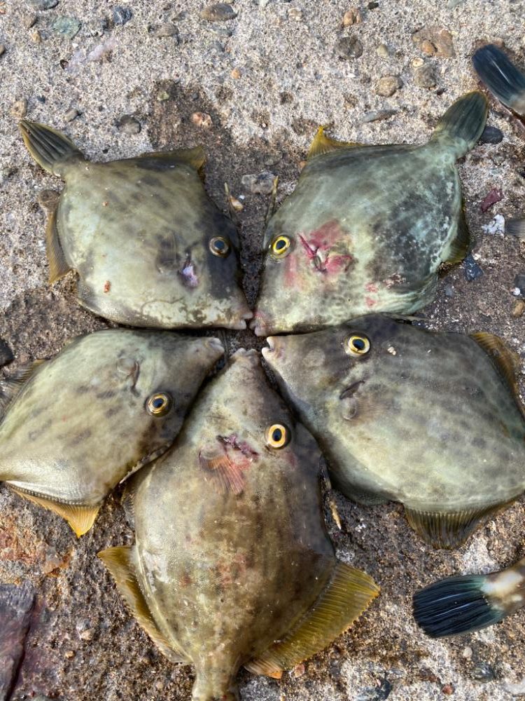 アオリ、カワハギ