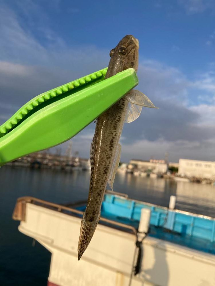 江井ヶ島釣行！