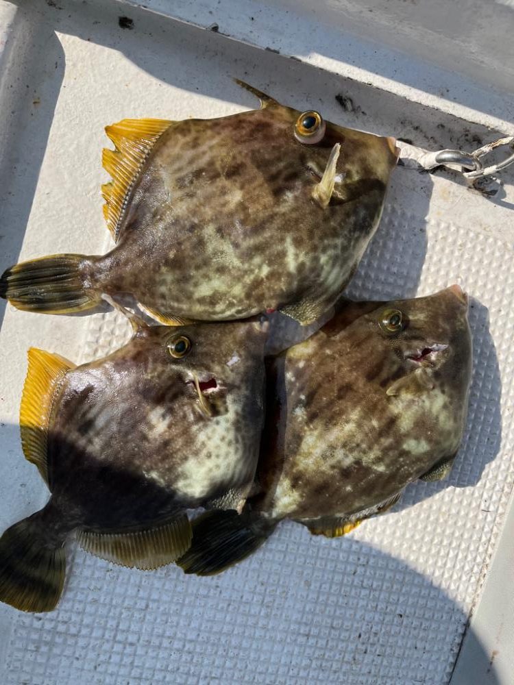 タチウオとカワハギ