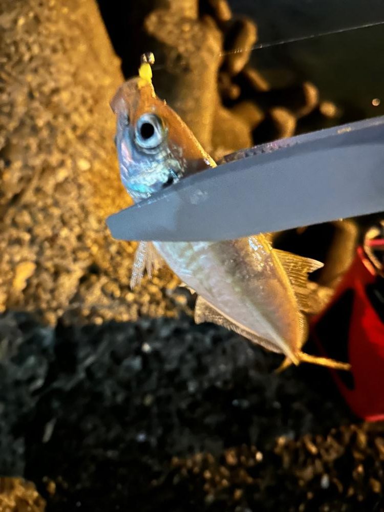 ジグ単アジング