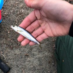 今日もナマズ釣り