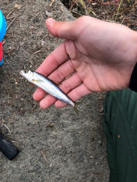 今日もナマズ釣り