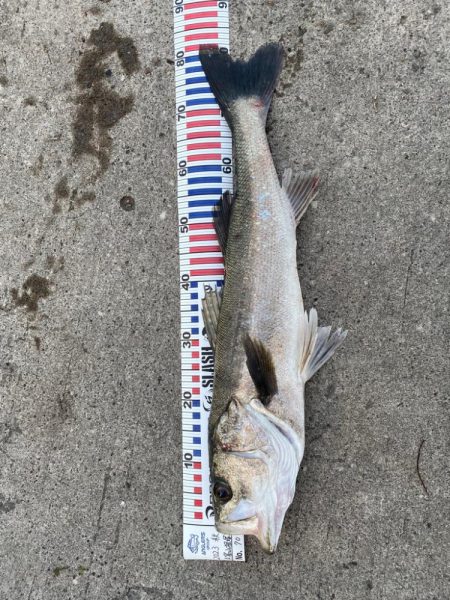 ランカーシーバス