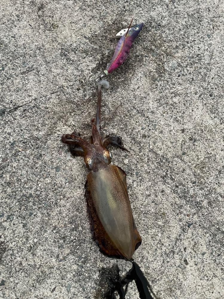 2023 佐渡ヶ島エギング 60回目【11月26日】