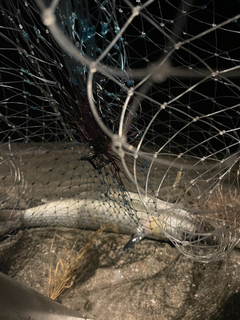 鱗付なるのか!?