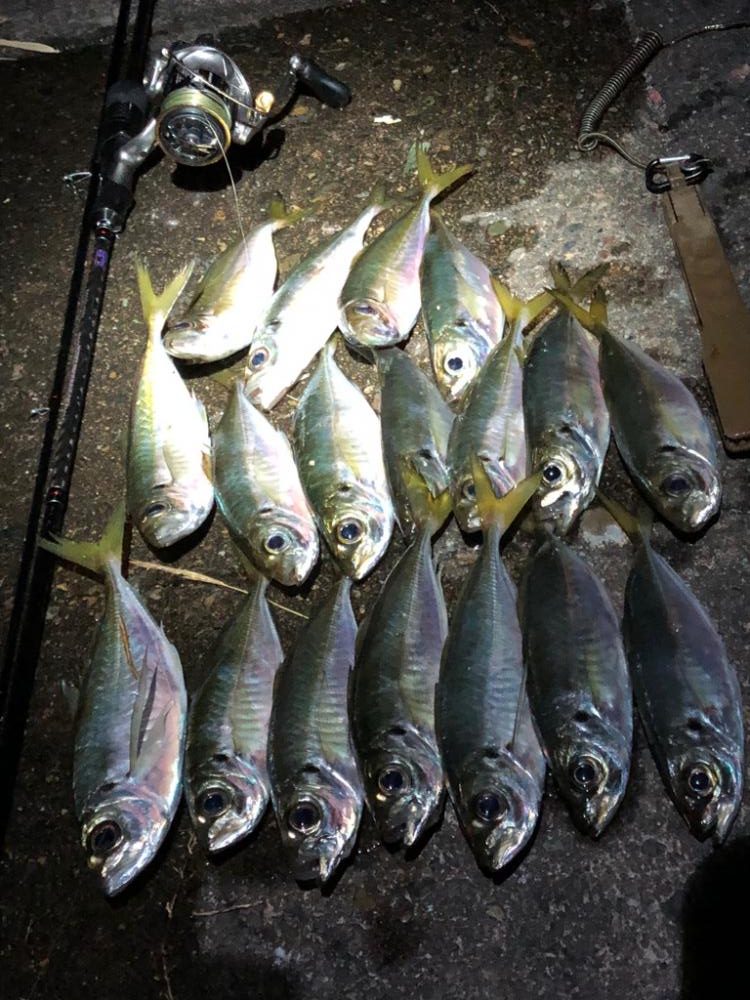 花火前のアジング