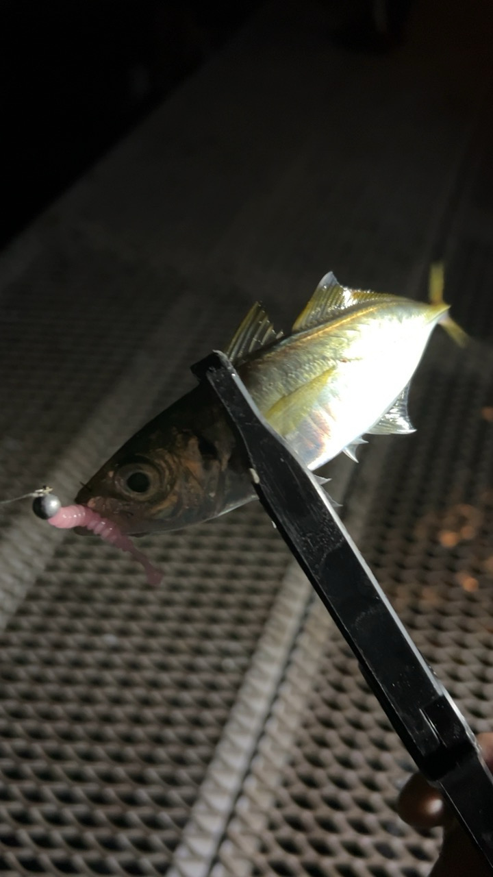 アジングナイトで！