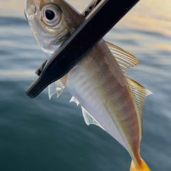 デイアジング♪