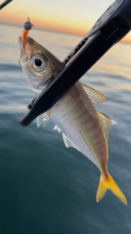 デイアジング♪