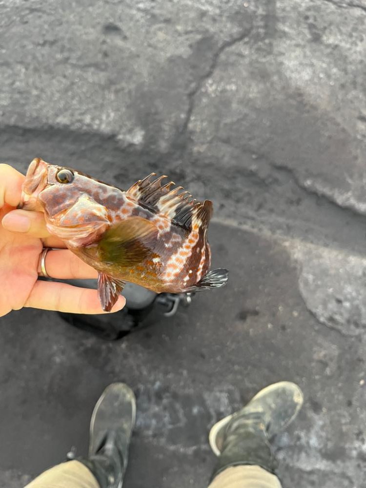 三重県北部湾奥ライトゲーム