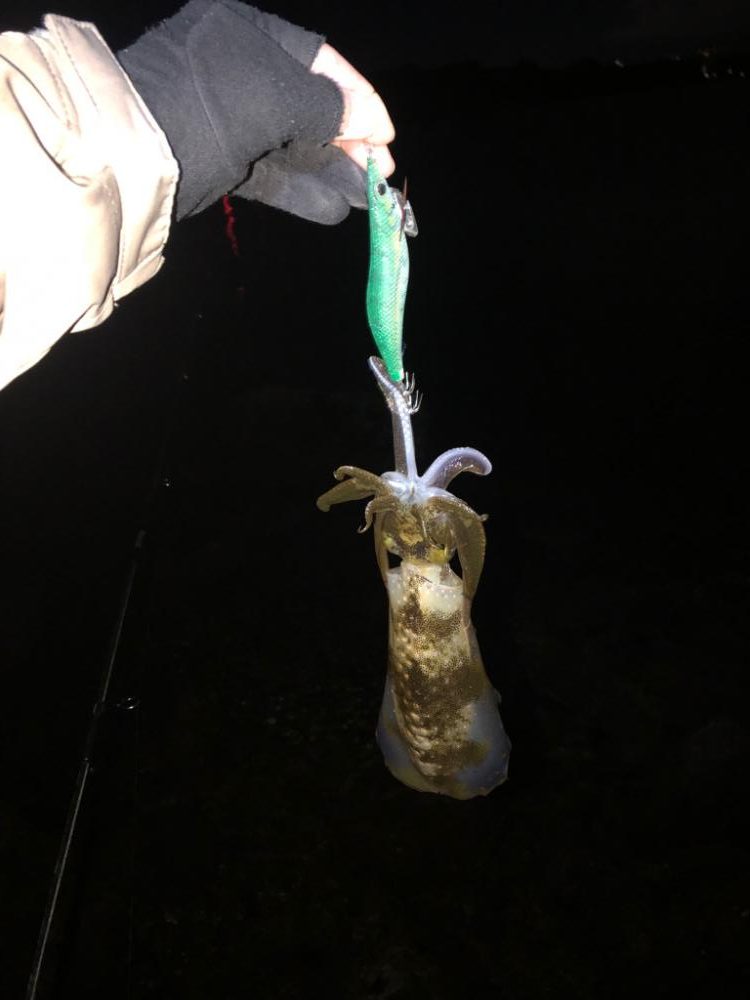 【淡路島】アオリイカ探し