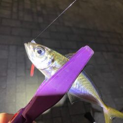 大阪湾奥アジング