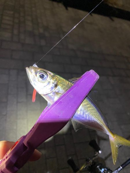 大阪湾奥アジング