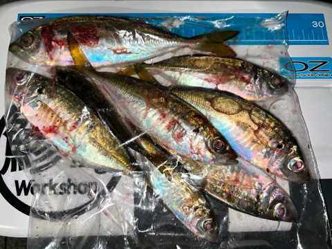 秋のアジを求めて2