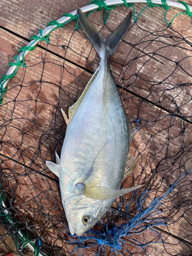 じゃのひれ　海上釣り堀