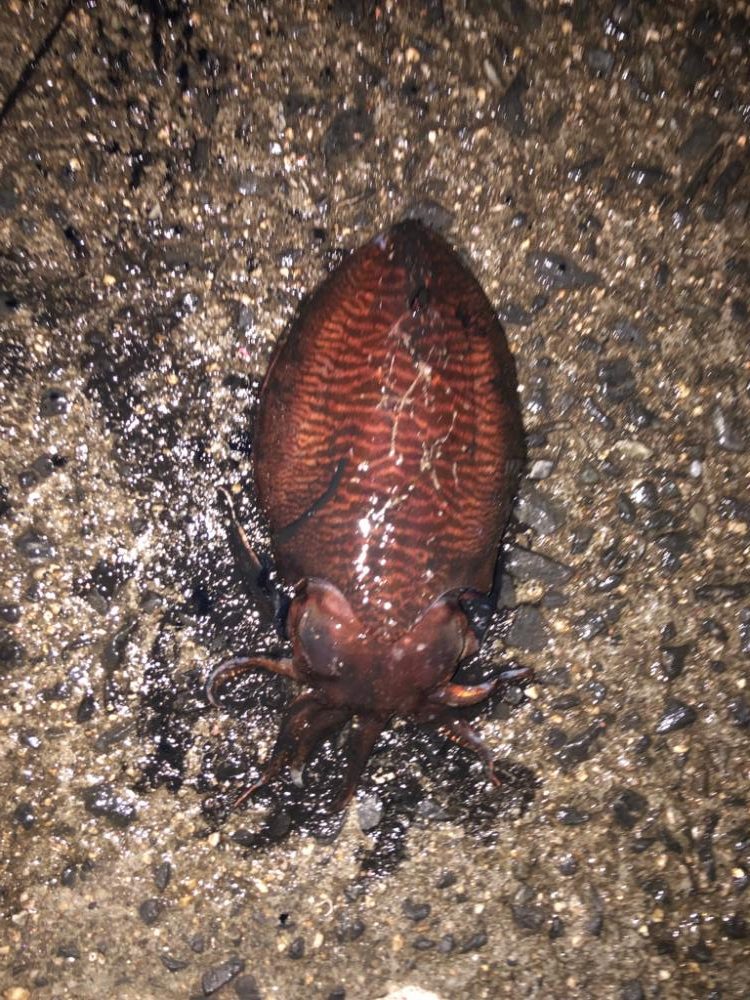 コウイカ連発！？