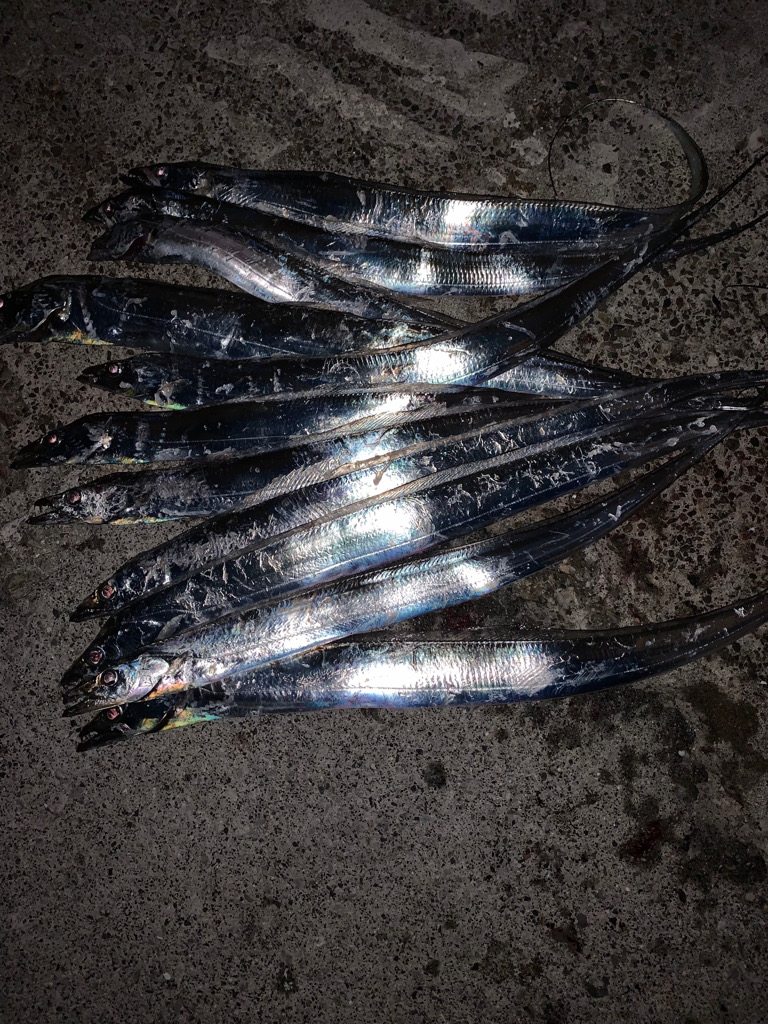 今日もタチウオ！