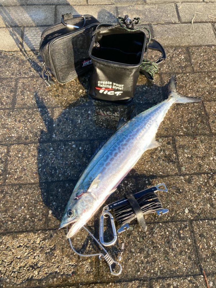 ダラダラ長潮。青牙1本。。