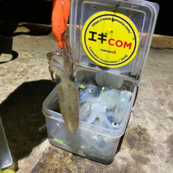 ヒイカ調査！(^｡^)