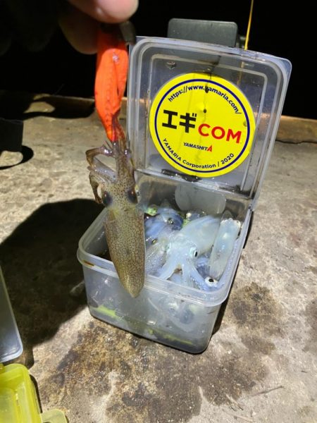 ヒイカ調査！(^｡^)