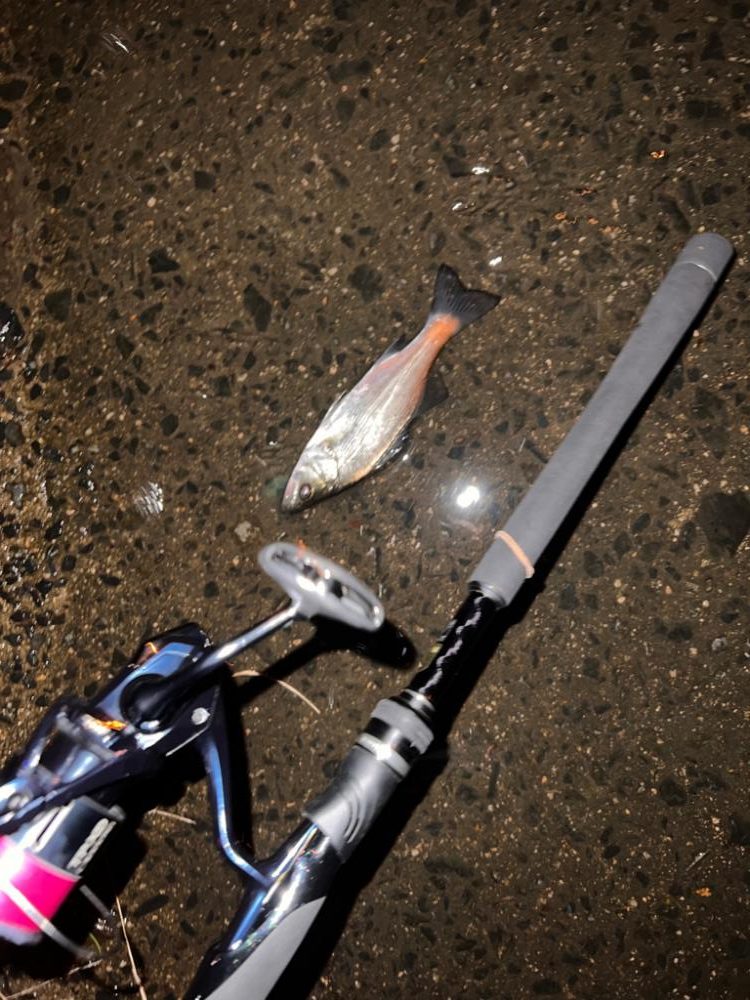 セイゴの釣り方