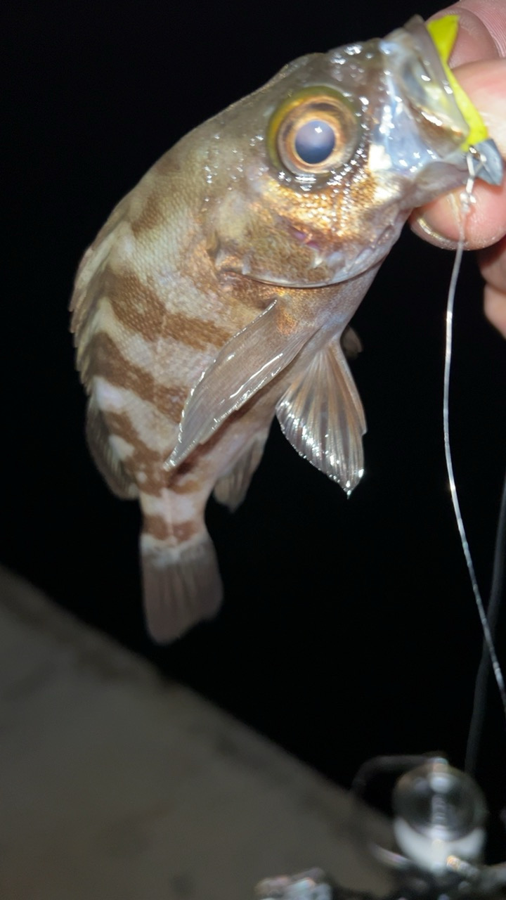 またまたアジングで六目達成♪