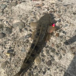 フラットフィッシュ