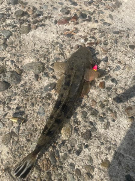 フラットフィッシュ