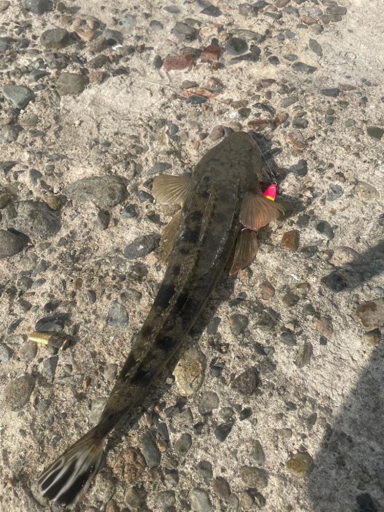 フラットフィッシュ