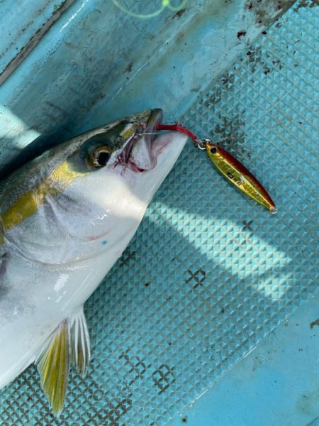 明石沖ジギング