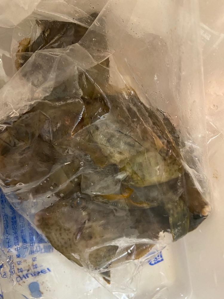 ちょい投げシロギスタの甘くないカワハギ