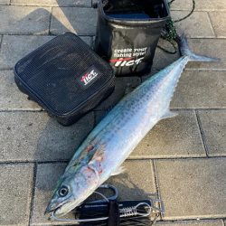 爆風明け湾奥コスモにイルカ飛来。何とか青牙…