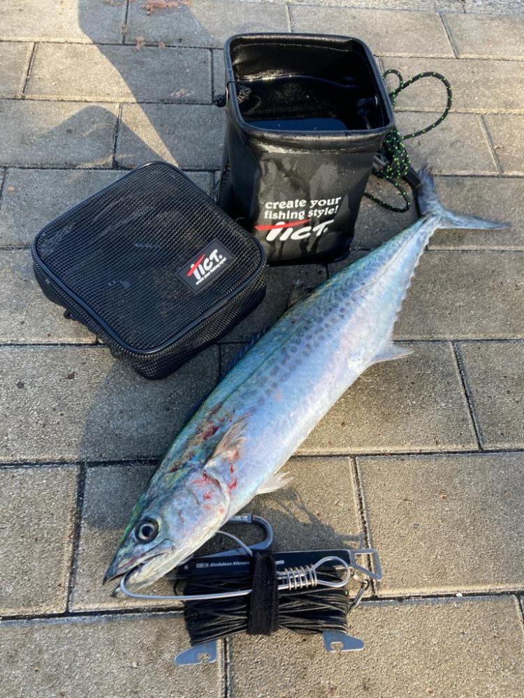 爆風明け湾奥コスモにイルカ飛来。何とか青牙1本。。。