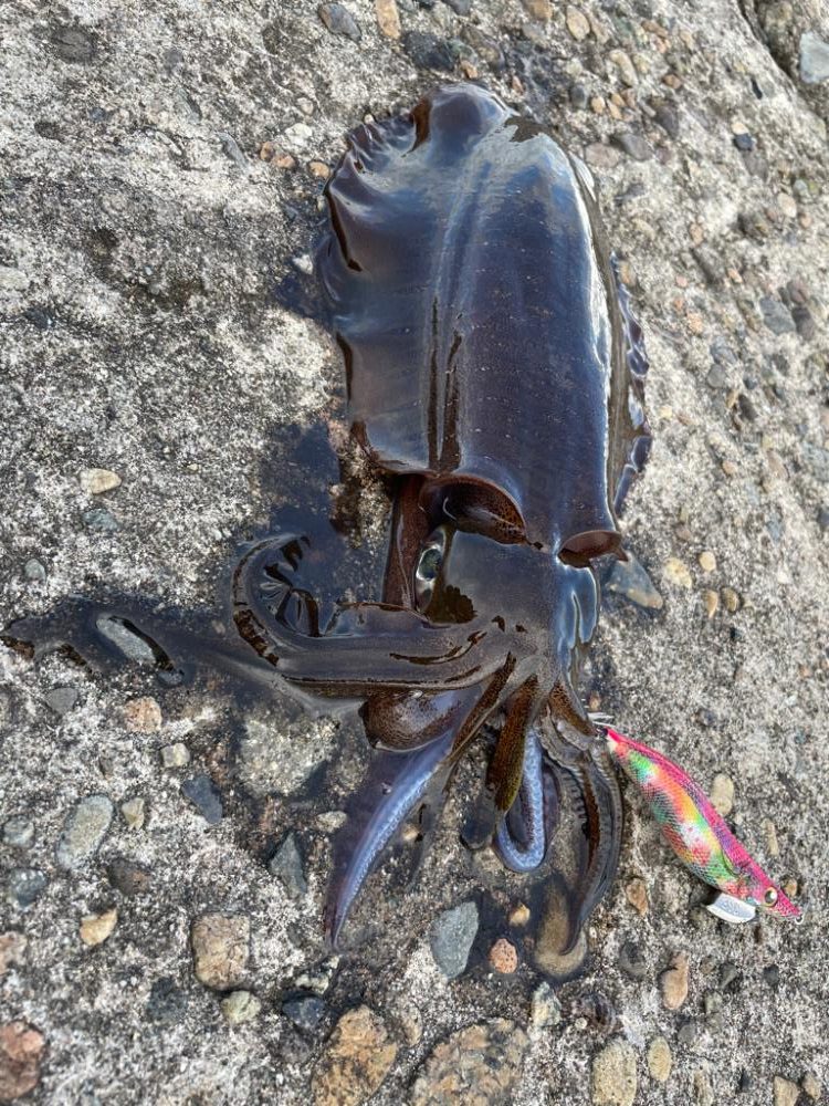 久々のアオリイカ(139杯目)