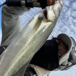 デイシーバス楽しい！