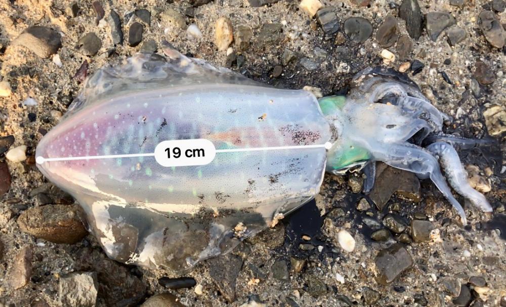 エギング・ショアジギング