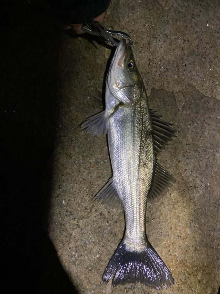 シーバスドッーーーン