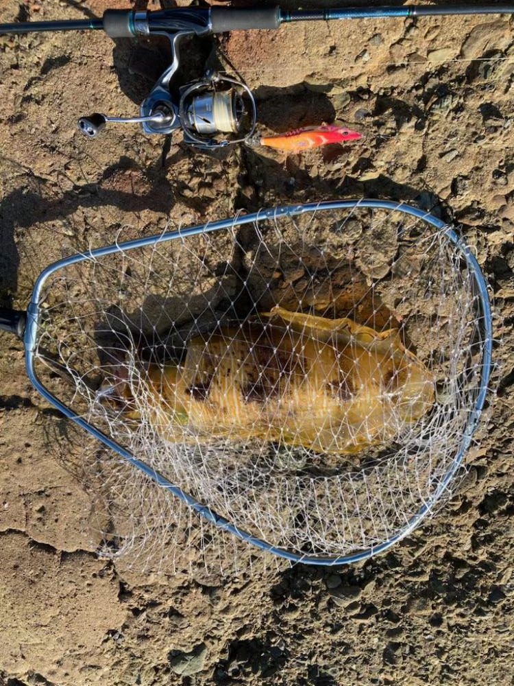 秋イカ!びっくり!キロオーバー!!