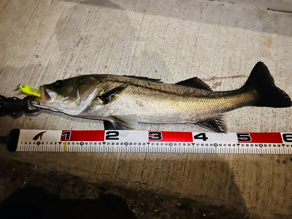 ナイスサイズ揃い