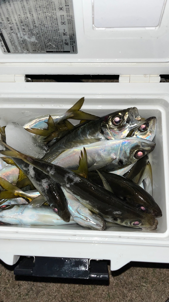 美味しい鯵(о´∀`о)