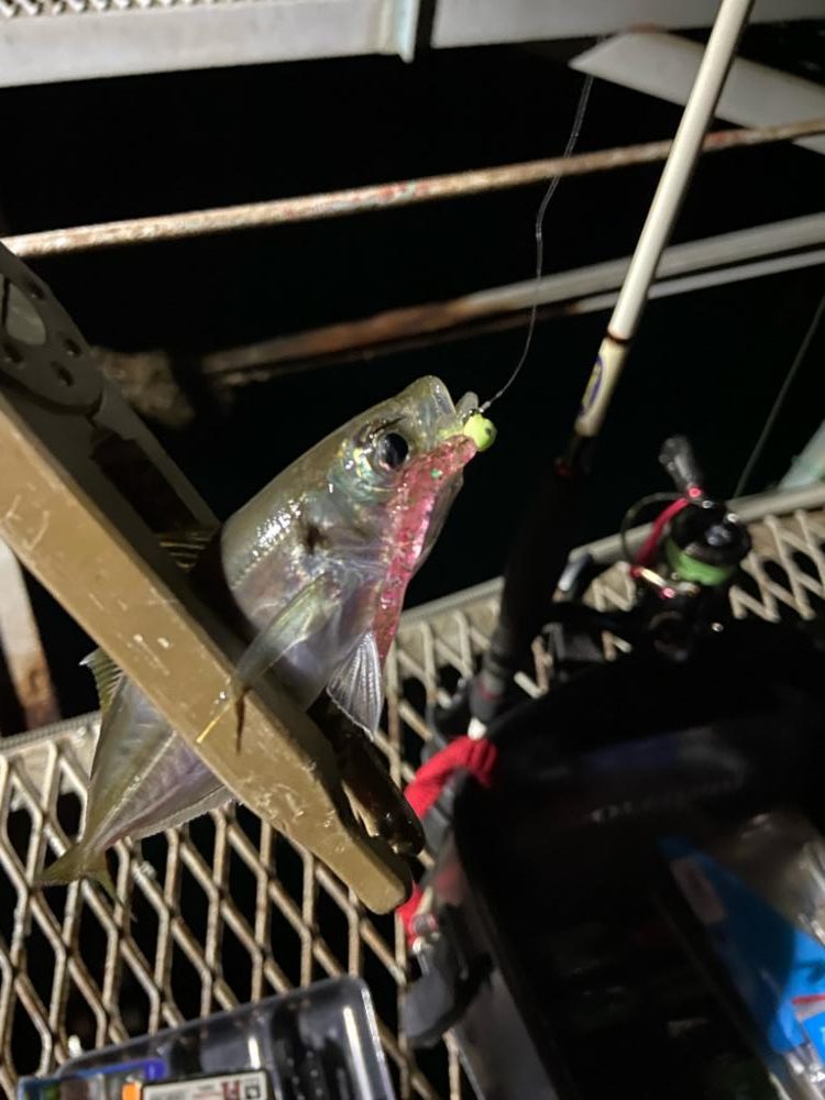 小島養魚場でアジング